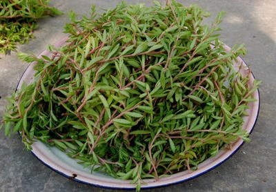 蔡倩医生:3种菜可能加重肾病,千万别乱吃,最后一种你肯定吃过