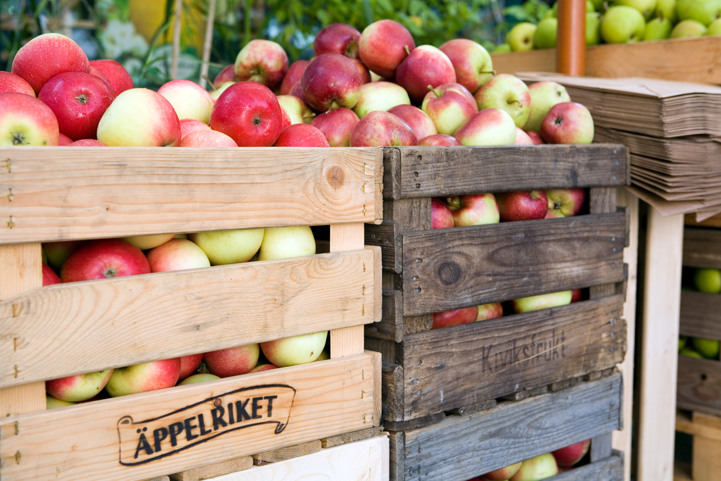miriam_preis-fruit_and_vegetable_farm-762-7.jpg
