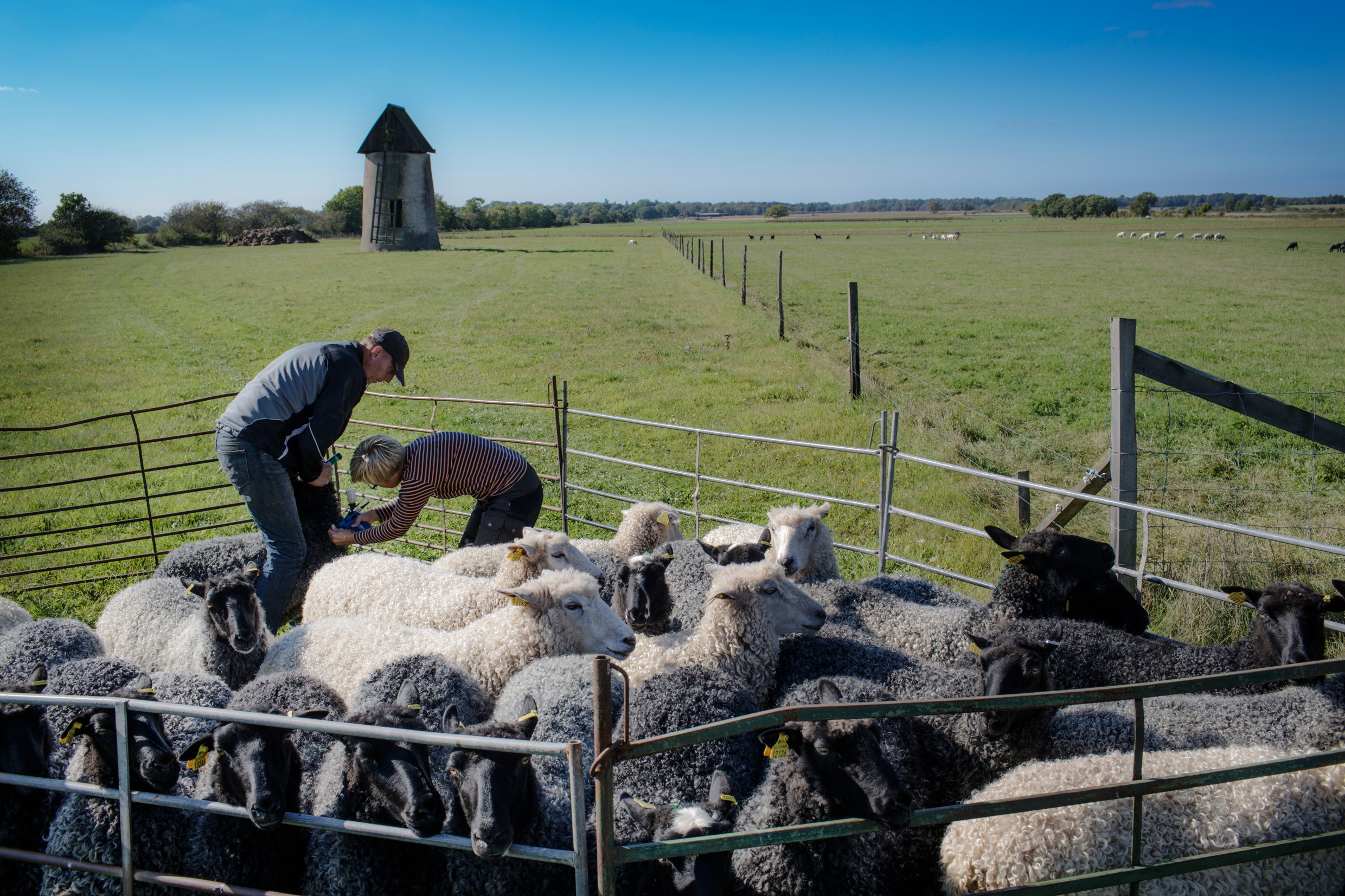 karl_melander-animal_husbandry-5657-7.jpg