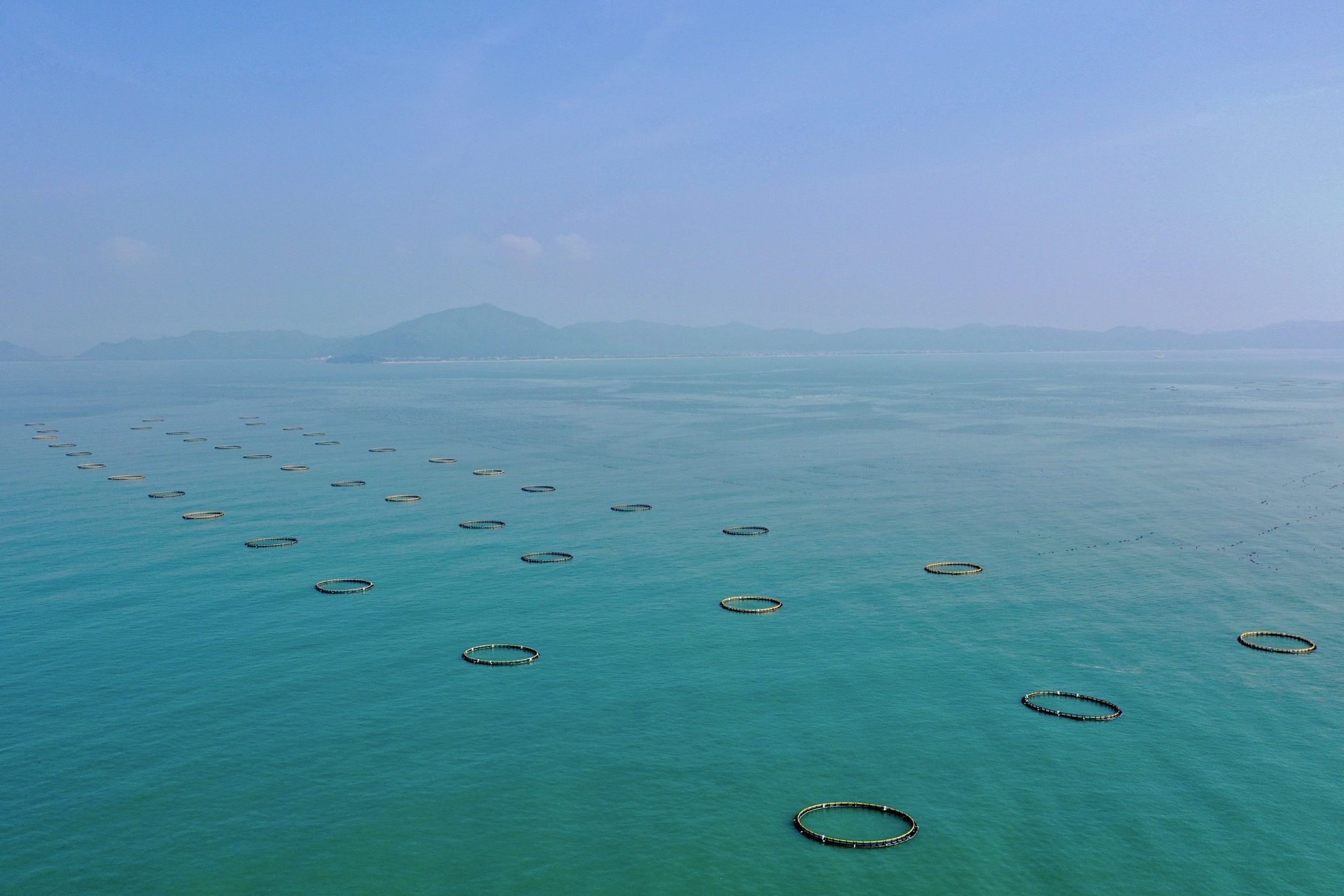 中交广航局交建公司粤东海洋牧场项目汕尾区域重力式网箱实现全部下水